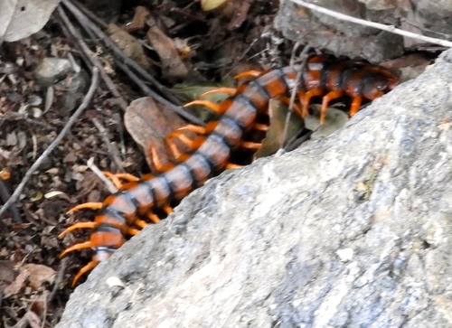 Giant desert centipede