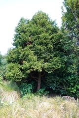 Libocedrus