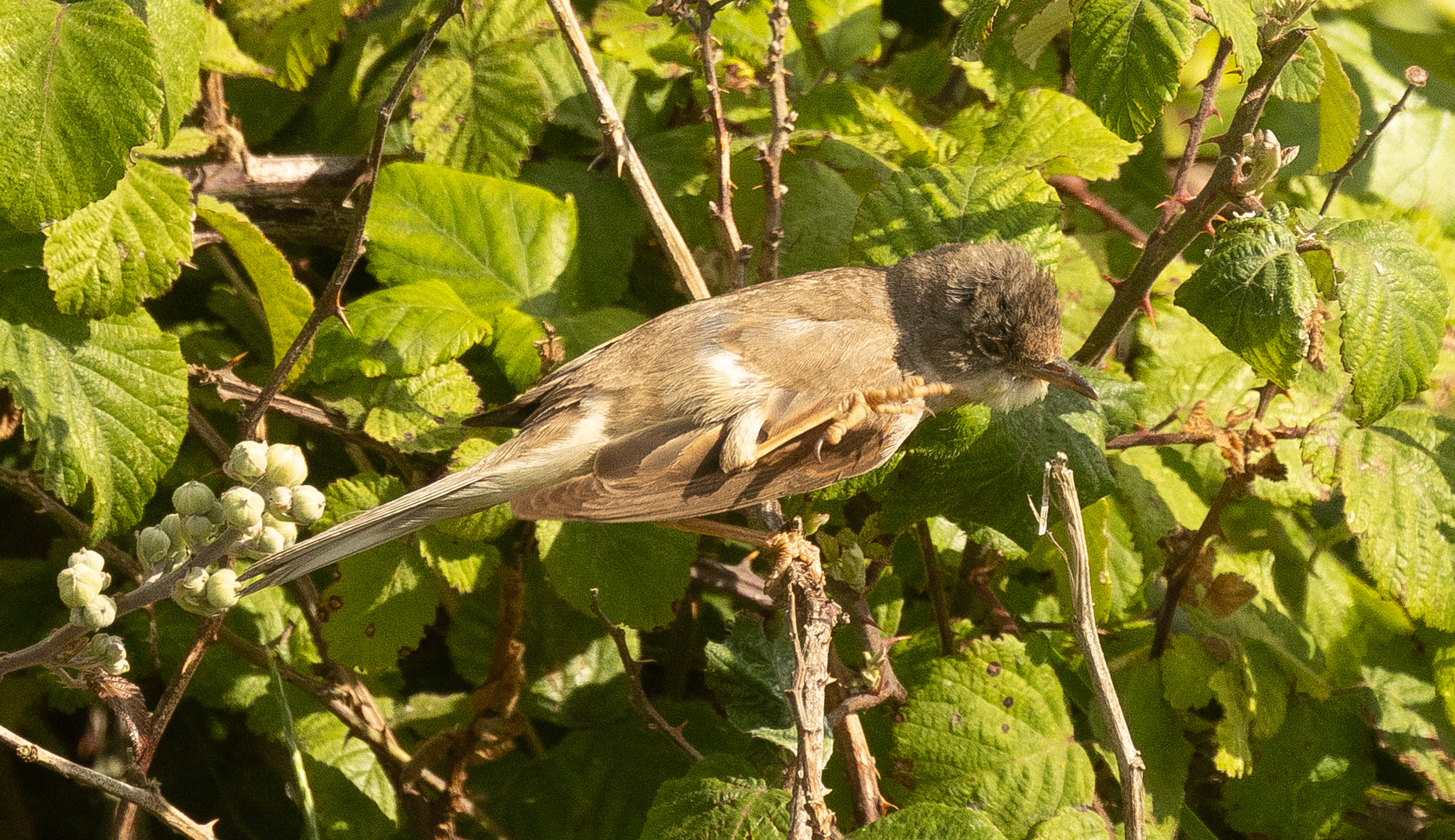 Common Whitethroat