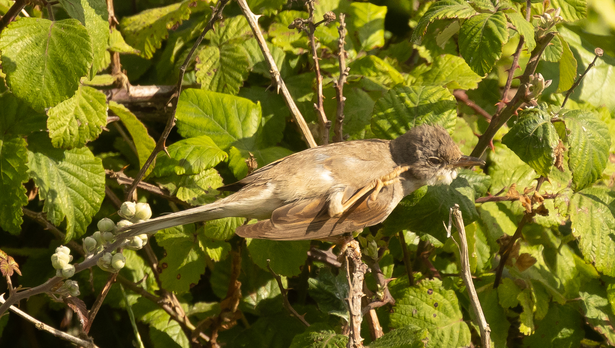 Common Whitethroat