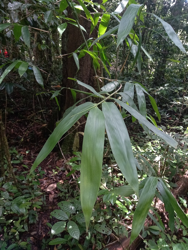 Guadua latifolia