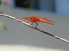 Libellula saturata