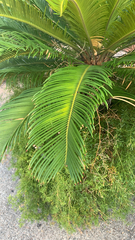 Cycas revoluta