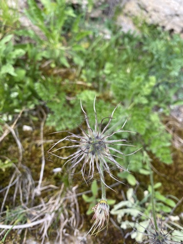 Pulsatilla albana (Pulsatilla albana)