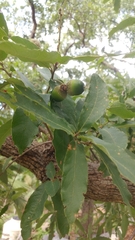 Quercus clivicola
