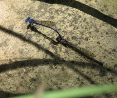 Argia vivida