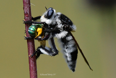 Mallophora bomboides