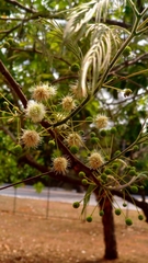 Anadenanthera colubrina