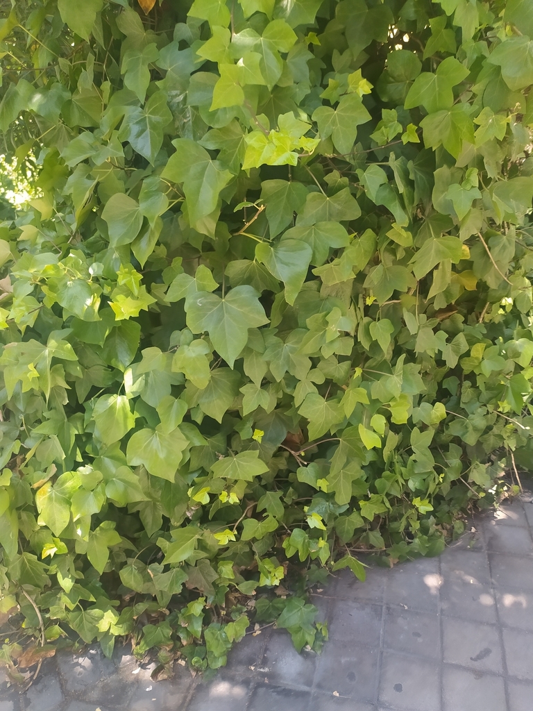 Hedera