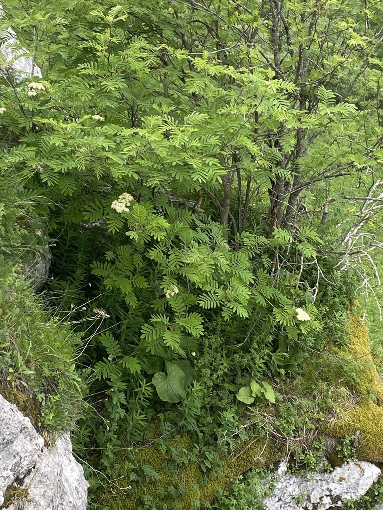 Pyrus