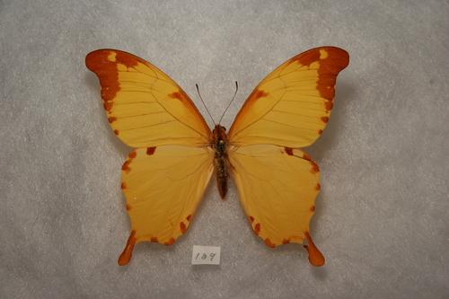 Noble Swallowtail