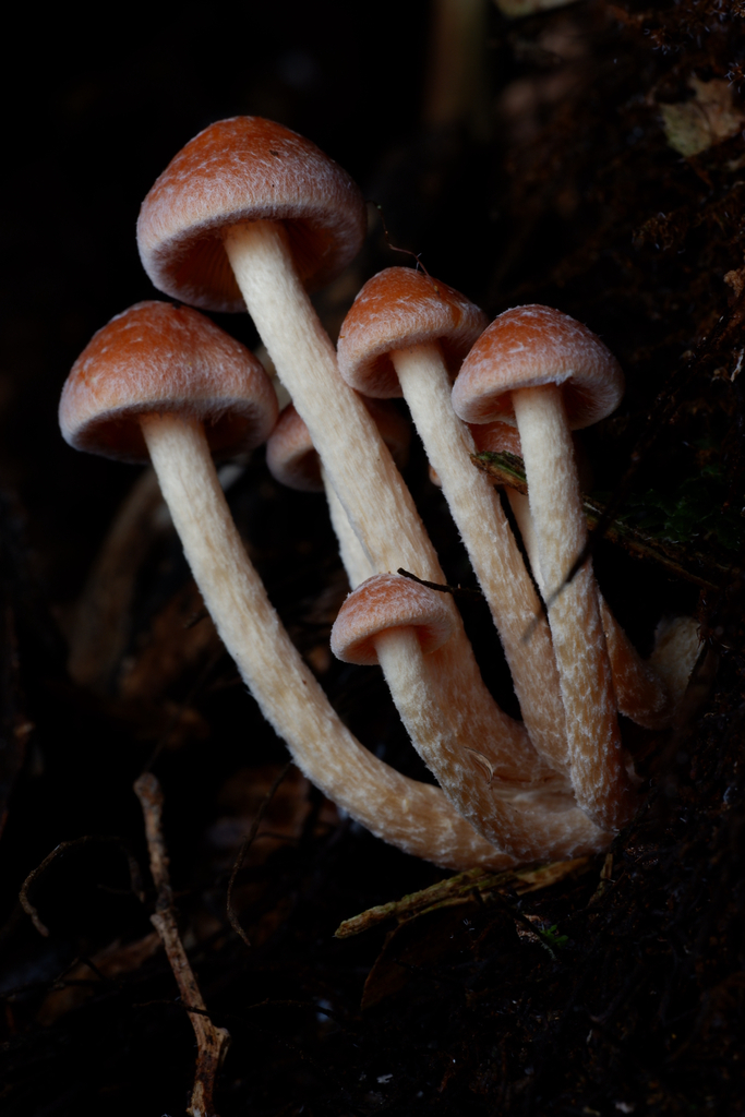 Hypholoma fasciculare armeniacum