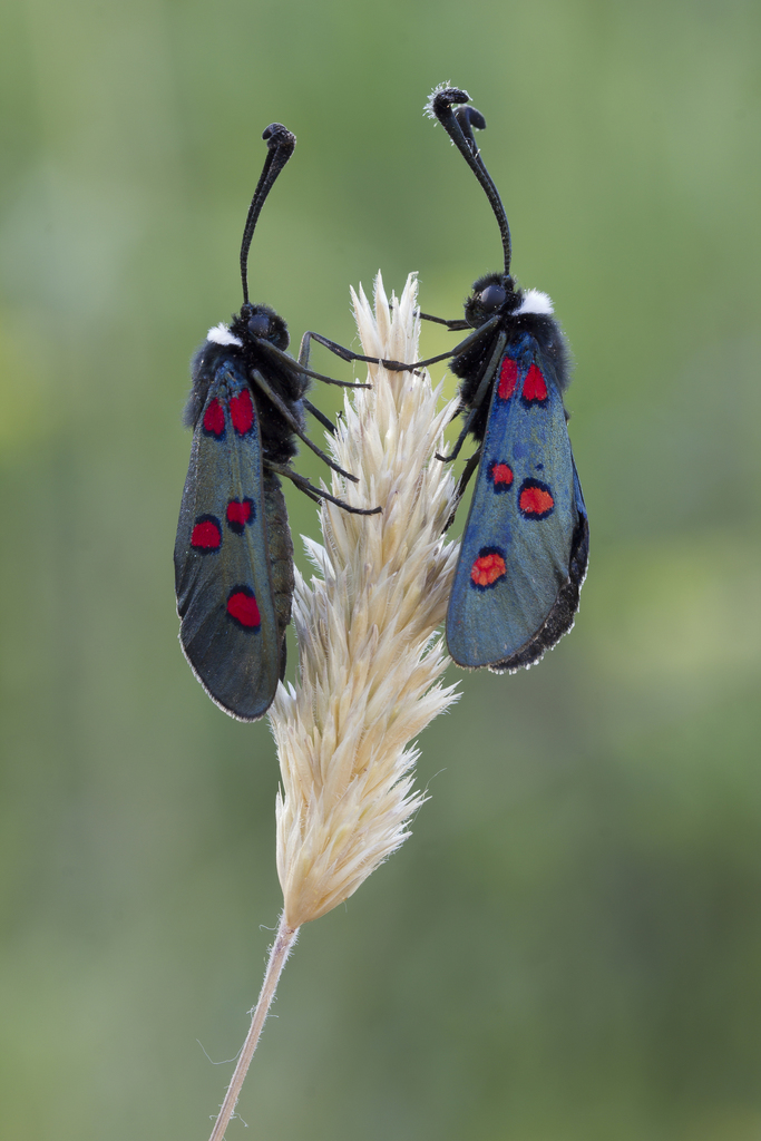 Zygaena lavandulae