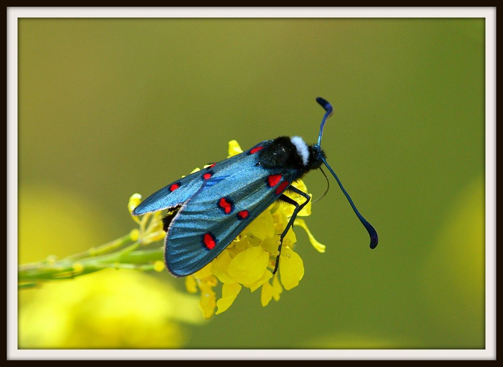 Broom Burnet