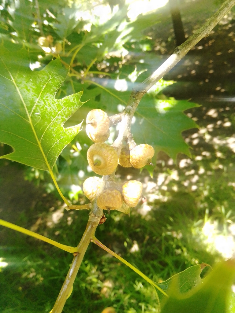 Quercus