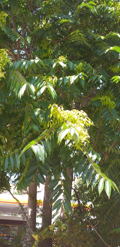 Arbor