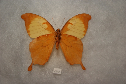 Noble Swallowtail