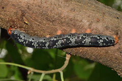Arsenura polyodonta