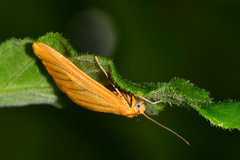 Eubaphe