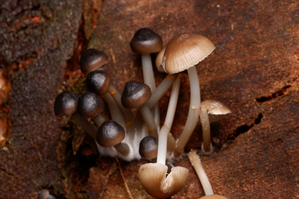 Mycena tuvara