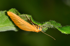 Eubaphe