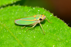 Graphocephala aurolineata
