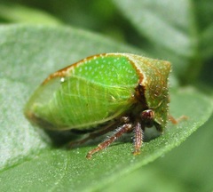 Stictocephala basalis