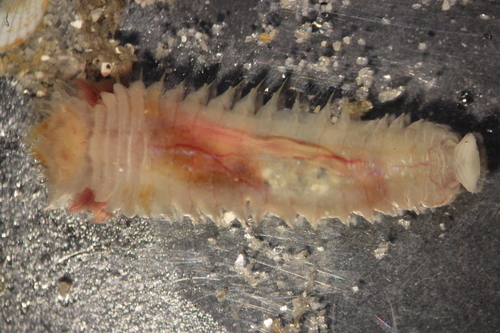 trumpet worm, photo 2 of 10