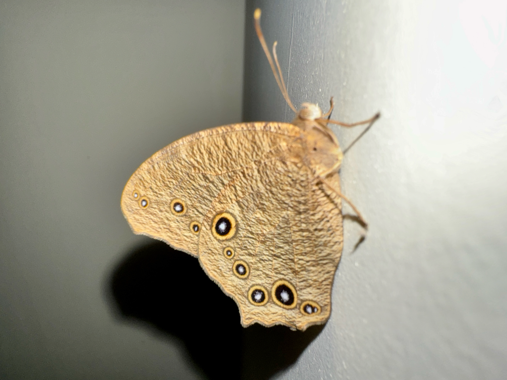 Common Evening Brown