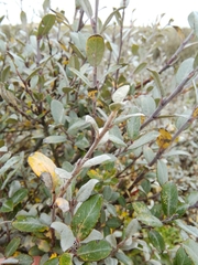 Salix repens argentea