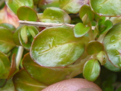 Epilobium nerteroides