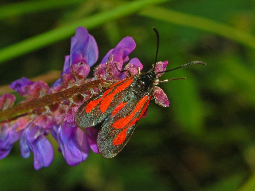 Woodland Burnet