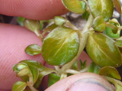 Epilobium nerteroides