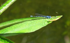 Argia vivida
