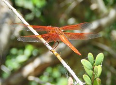 Libellula saturata