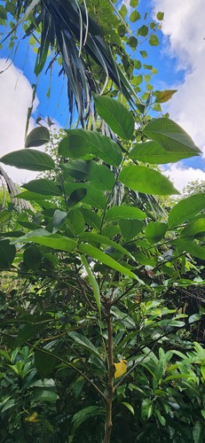 Glochidion lanceolatum, photograph 1