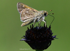 Hesperia attalus slossonae