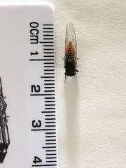 Plerapsalta incipiens