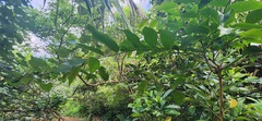Glochidion lanceolatum, photograph 胡正恆(Jackson Hu), CC BY, iNaturalist via GBIF