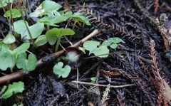 Corybas sanctigeorgianus