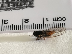 Plerapsalta incipiens