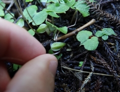 Corybas sanctigeorgianus