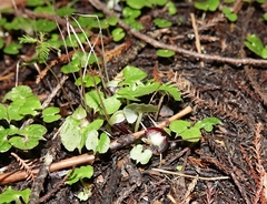 Corybas sanctigeorgianus