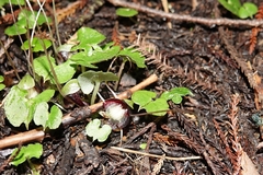 Corybas sanctigeorgianus