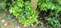 Glochidion lanceolatum, photograph 胡正恆(Jackson Hu), CC BY, iNaturalist via GBIF