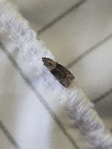 Lesser Aspen Webworm Moth photo 5