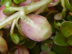 Epilobium nerteroides