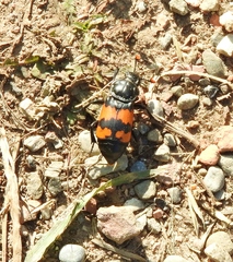 Nicrophorus marginatus