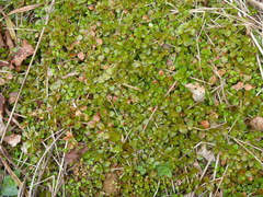 Epilobium nerteroides