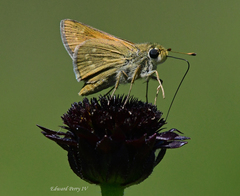 Hesperia attalus slossonae
